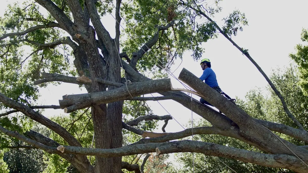Professional Crown Thinning performed by certified arborists in Luverne