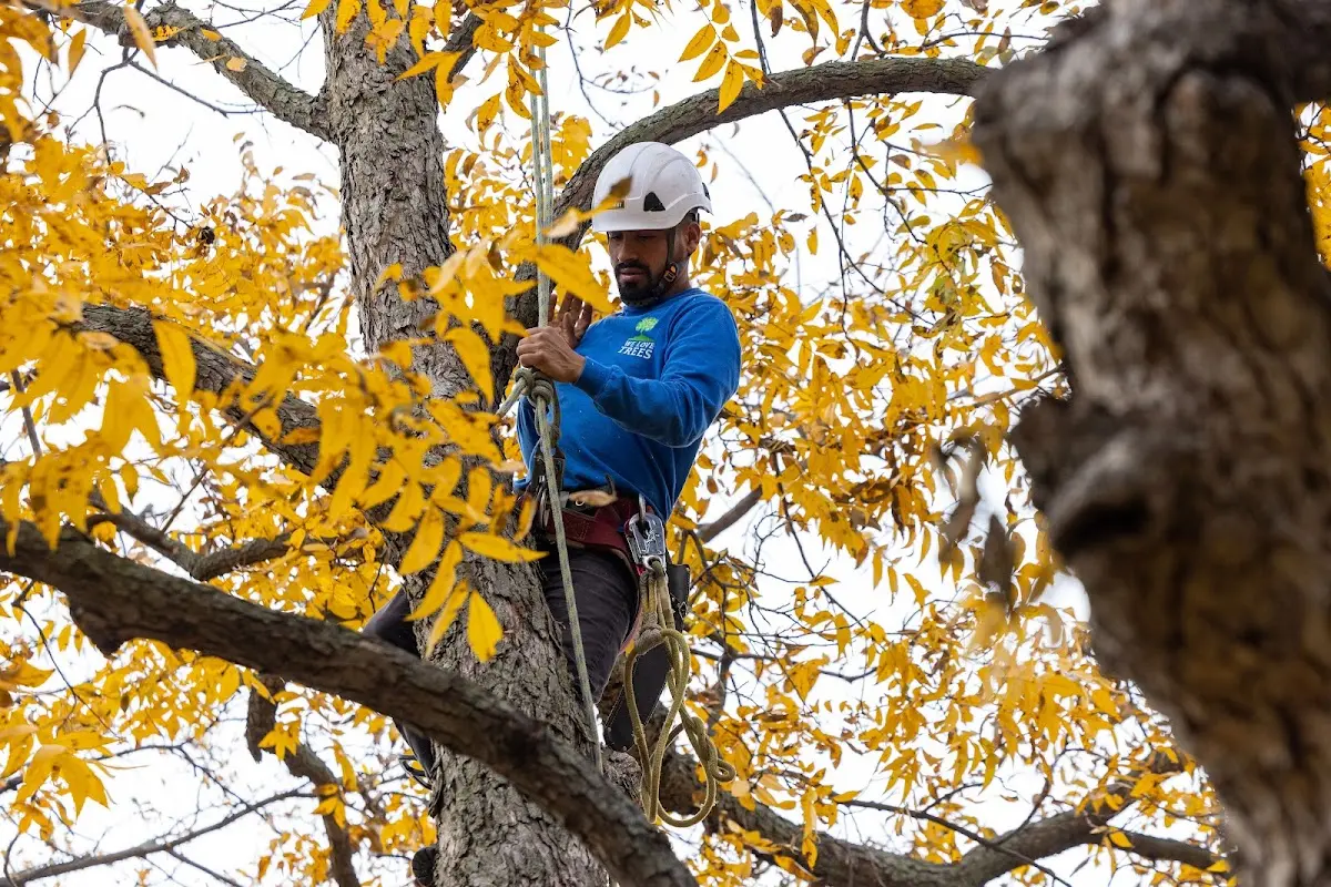 Skilled Tree Pruning crew working in Luverne