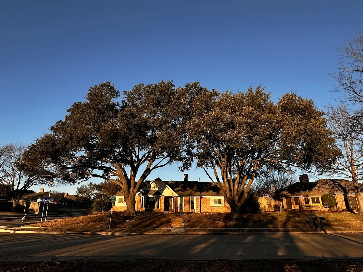 Established residential canopy tree shading a home in Luverne